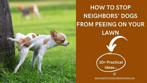 How To Stop Neighbors Dog From Peeing In My Yard