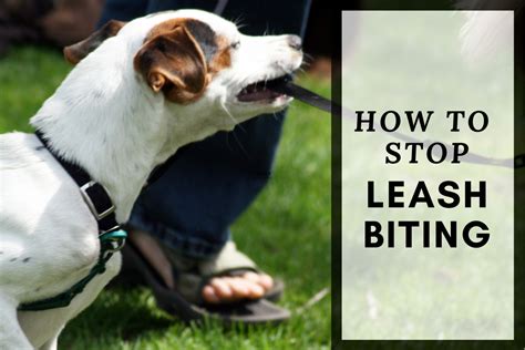 How To Stop Your Dog From Biting the Leash While Walking