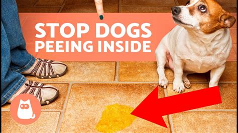 How To Stop Your Dog From Peeing And Pooping Inside The House