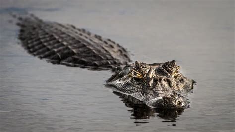 How To Survive An Alligator Death Roll - All Animals Guide