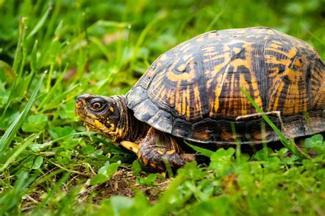 How To Take Care Of A Box Turtle? MyPetCareJoy