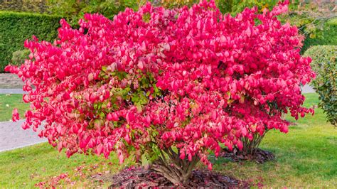 How To Take Care Of A Burning Bush Plant - House Digest