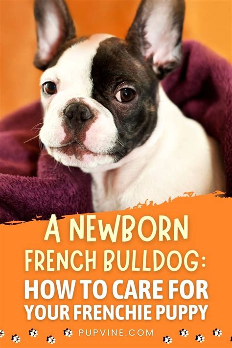 How To Take Care Of A French Bulldog Puppy