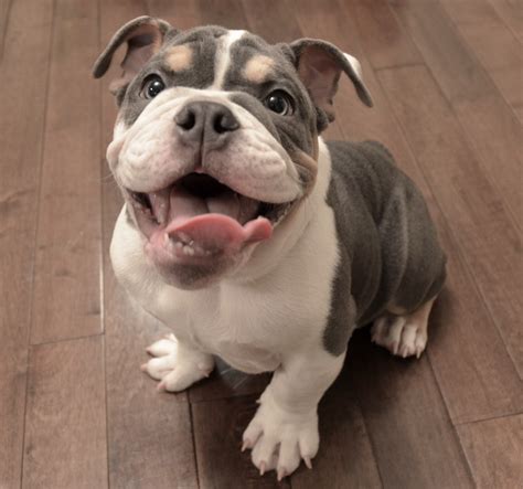 How To Take Care Of An English Bulldog Puppy