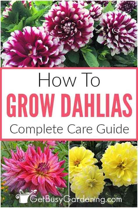 How To Take Care Of Dahlias
