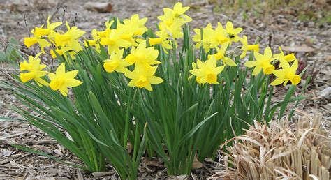 How To Take Care of Daffodil Plants? - embracegardening.com