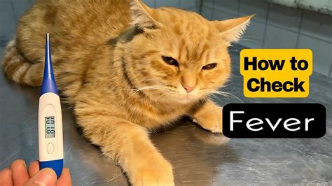 How To Take Your Cat’s Temperature – CelestialPets