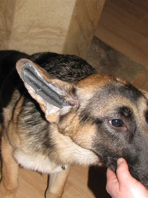 How To Tape A German Shepherd Puppy Ears
