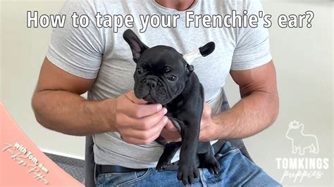 How To Tape Your Frenchies Ears - YouTube