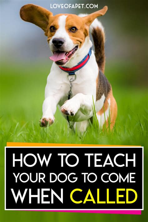 How To Teach a Dog To Come When Called Student Reviews