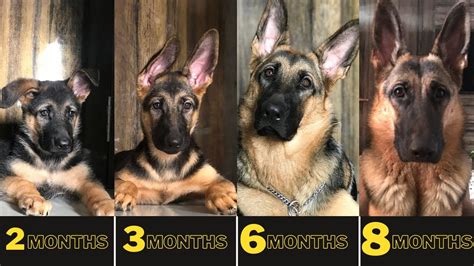 How To Tell How Old A German Shepherd Puppy Is