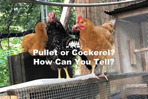 How To Tell If A Chicken Is A Pullet Or Cockerel?