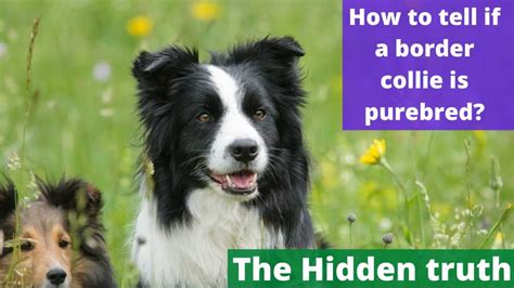 How To Tell If Border Collie Is Purebred? - Arew