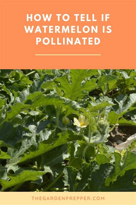 How To Tell If Watermelon Is Pollinated? (Helpful Examples)