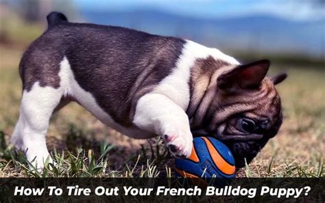 How To Tire Out French Bulldog Puppy