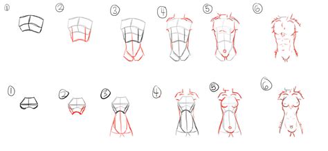 How To Torso (anthro ish) [6 step] - DeviantArt