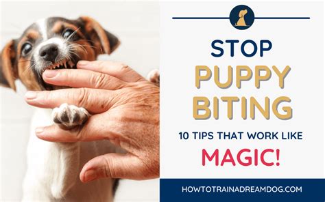 How To Train A Bulldog Puppy To Stop Biting