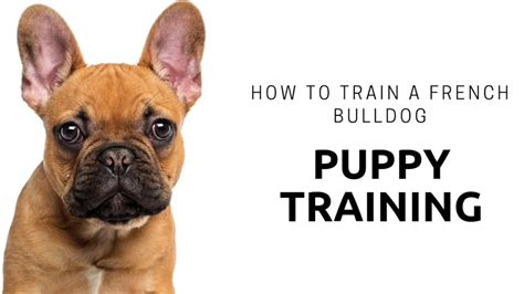 How To Train A French Bulldog Puppy