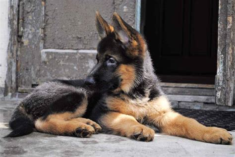 How To Train A German Shepherd Puppy To Stay