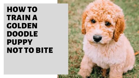How To Train A Goldendoodle Puppy Not To Bite