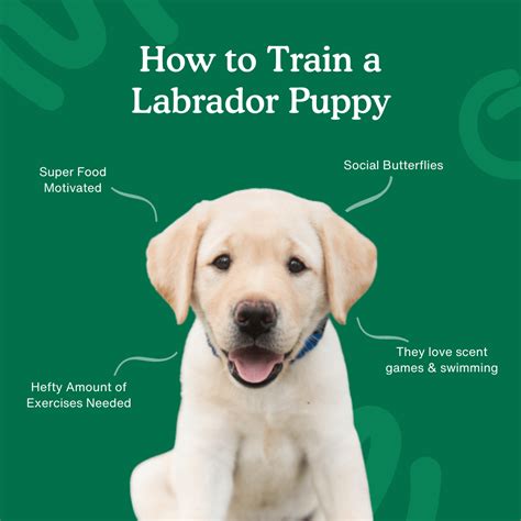 How To Train A Labrador Retriever Puppy