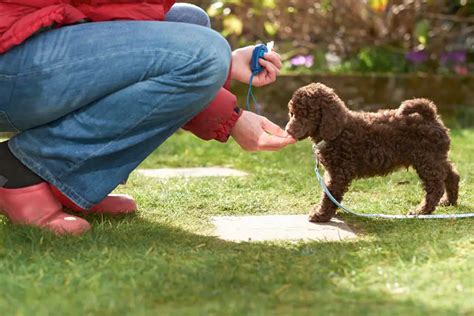 How To Train A Poodle Puppy