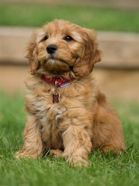 How To Train A Puppy Goldendoodle