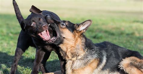 How To Train German Shepherd Puppy To Not Bite