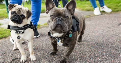 How To Train Your French Bulldog Puppy