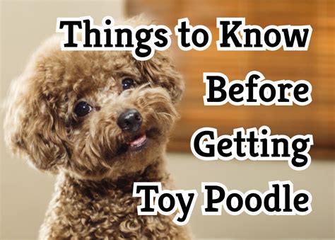 How To Train Your Toy Poodle Puppy