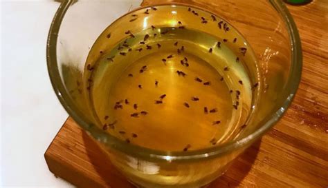 How To Trap Fruit Flies 100% Authentic, Save 50% jlcatj.gob.mx