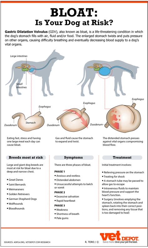 How To Treat Stomach Tacking In Dogs — CoFund My Pet