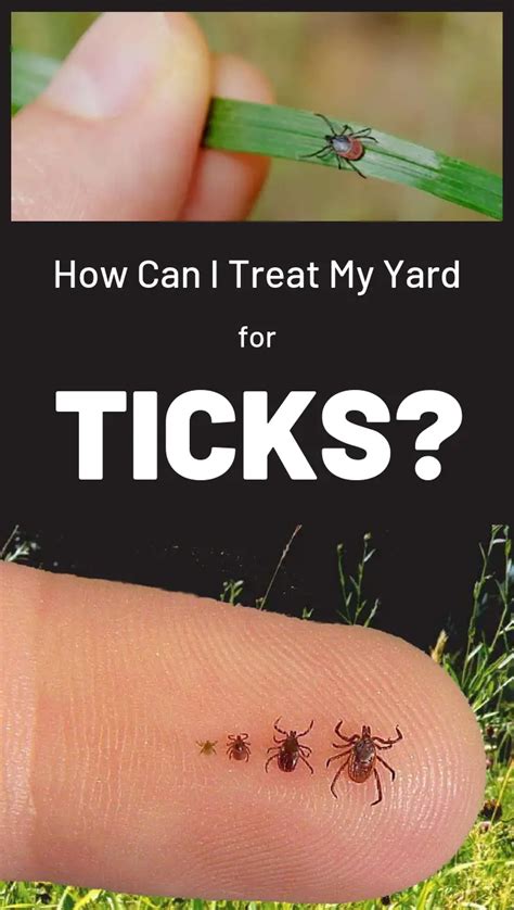 How To Treat Your Lawn For Ticks - LoveMyLawn.net