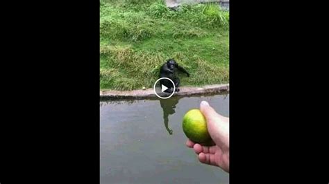 How To Trick A Monkey