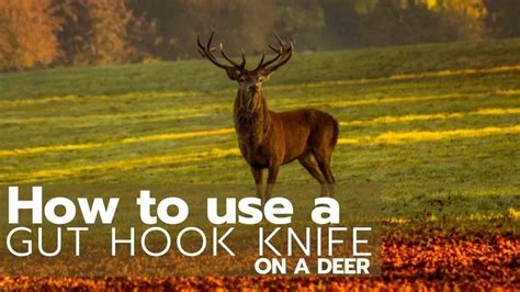 How To Use A Gut Hook Knife On Deer - All Animals Guide