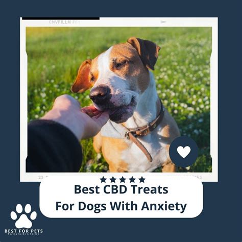 How To Use Cbd Dog Treats For Anxious Dogs