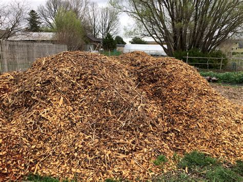 How To Use Cedar Chips To Mulch Your Apple Tree