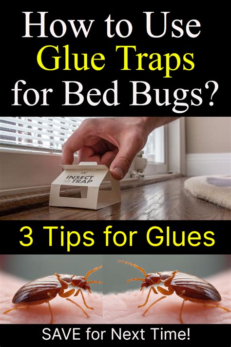 How To Use Glue Traps For Bed Bugs? Our Tips and Tricks