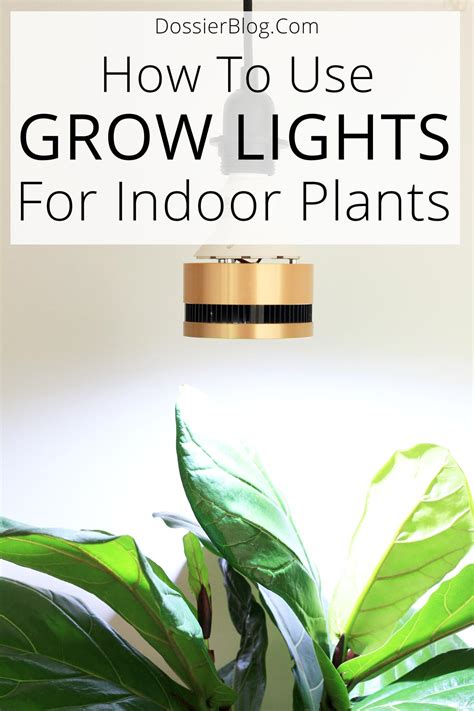 How To Use Grow Lights For Indoor Plants? (A Complete Guide)