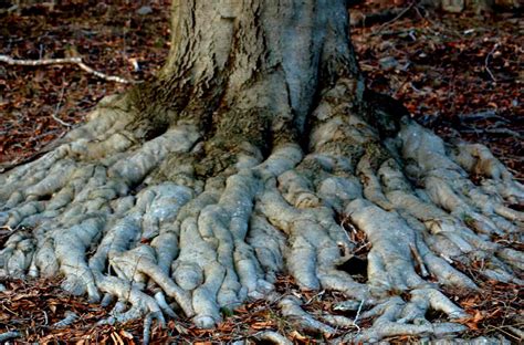 How Tree Roots Can Cause Drain Line Clogs - The Spruce