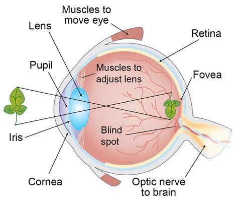 How Vision Works: Our Sense of Sight A…