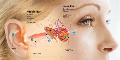 How Your Hearing Really Works