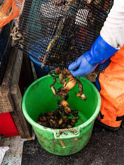 How a New Hampshire distillery is fighting invasive green crabs