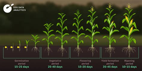 How a corn plant develops [Iowa] - AGRIS