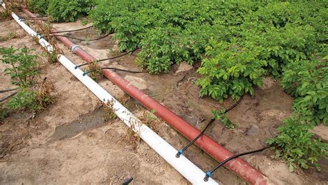 How a trickle approach can cut potato irrigation energy costs