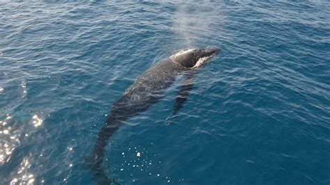 How a whale can hold its breath underwater for up to an hour