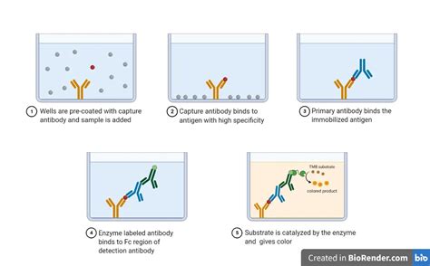 How accurate is elisa test