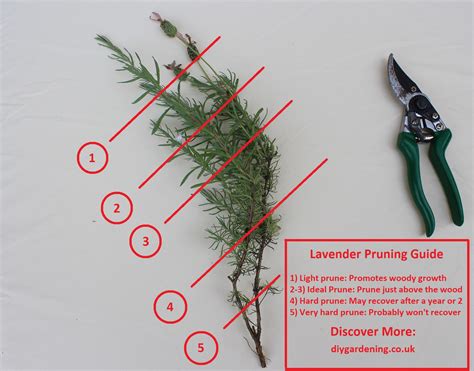 How and When to Prune Lavender Plants Hunker