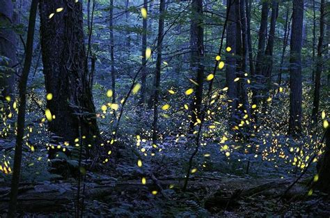 How and why do lightning bugs glow?
