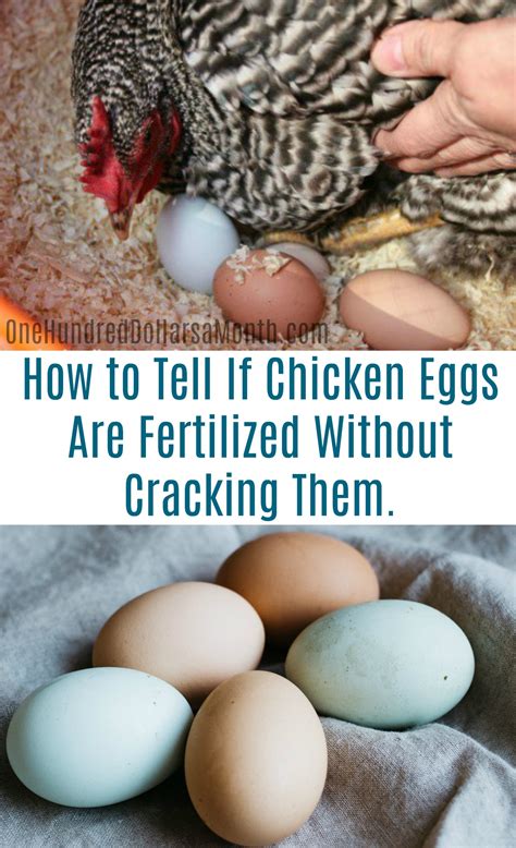 How are chicken eggs fertilized. Intrauterine insemination (IUI) is a lower cost, less invasive fertility treatment where sperm is injected directly into the uterus. Here’s how the procedure works. To make a baby,... 